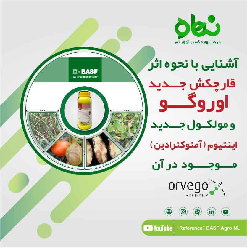 Getting to know the effect of the new Orvego fungicide and the new Intium molecule